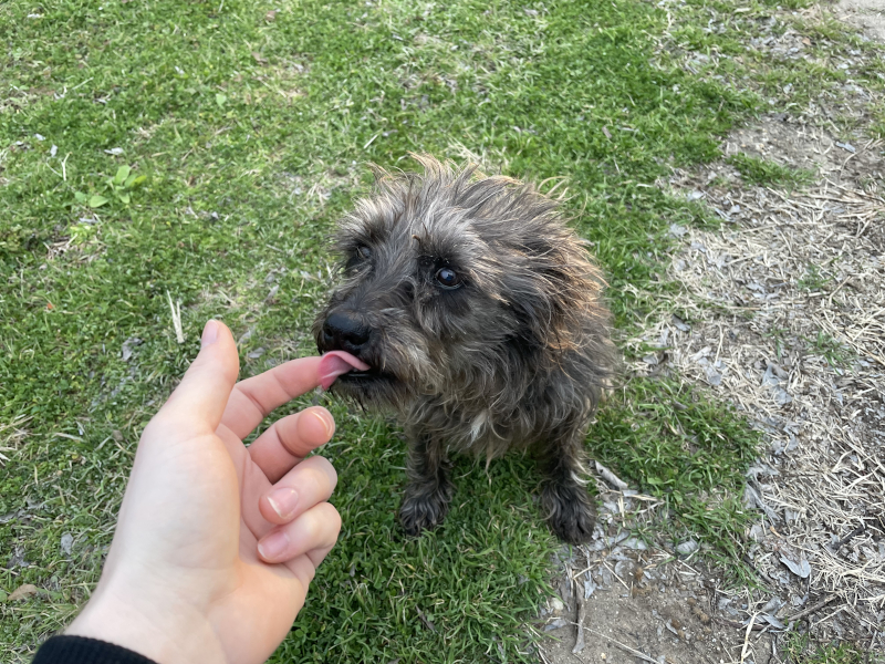 Doggie